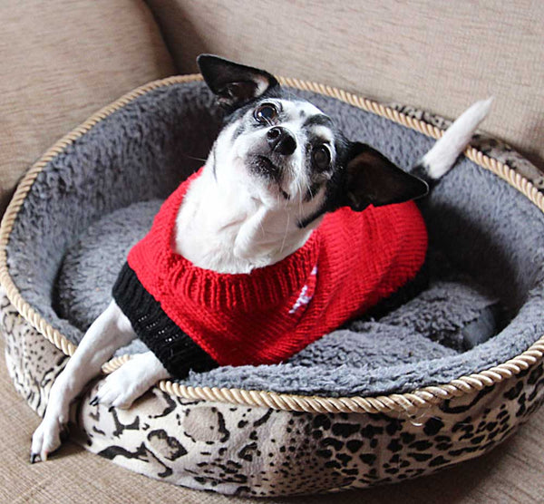 Designer Doggy Coat Hand Knitting Pattern