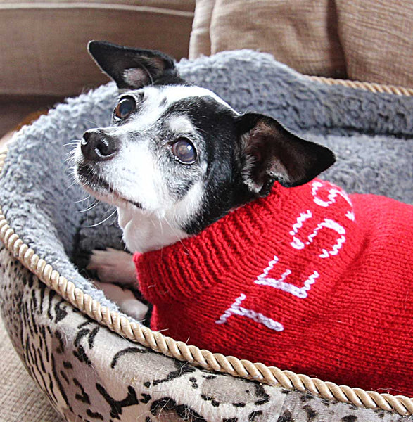 Designer Doggy Coat Hand Knitting Pattern