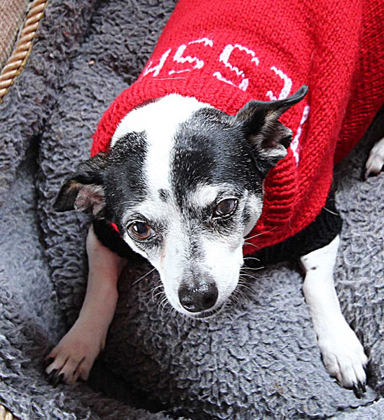 Designer Doggy Coat Hand Knitting Pattern